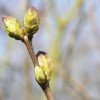 La Gemmothérapie, la santé par les bourgeons gemmotherapie