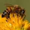 Gelée Royale en promo au magasin Reine des Prés abeille-butine