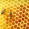 Sirop à la propolis en promo propolis